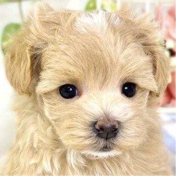 マルプー(ティーカッププードル×マルチーズ)【滋賀県・女の子・2025年10月27日・アプリコット&ホワイト】の写真「遊ぶのが好きなマルプーちゃん👧🌻」