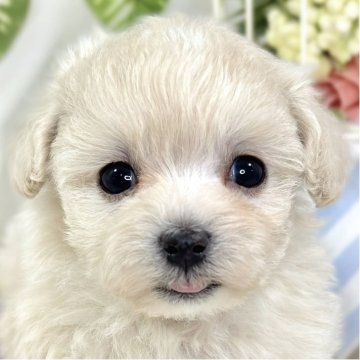 マルプー(マルチーズ×タイニープードル)【滋賀県・女の子・2025年9月28日・クリーム&ホワイト】の写真「明るい性格の元気っこ🐶🌻」