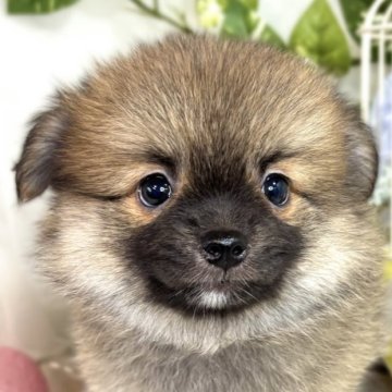 ポメチワ(チワワ×ポメラニアン)【滋賀県・男の子・2025年7月12日・オレンジ】の写真「おもちゃで遊ぶのが好きなポメチワくん🐶✨」