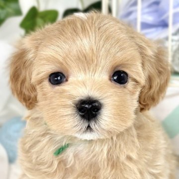 マルプー(マルチーズ×トイプードル)【滋賀県・男の子・2025年2月15日・アプリコット&ホワイト】の写真「テンション高めな元気っこ🐶💞」