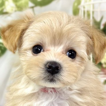 マルプー(マルチーズ×トイプードル)【滋賀県・女の子・2025年10月26日・アプリコット】の写真「うるうるおめめの可愛いマルプーちゃん🐶🎀」