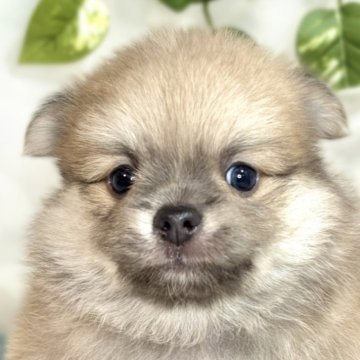 ポメチワ(チワワ×ポメラニアン)【滋賀県・男の子・2025年8月19日・フォーン】の写真「おもちゃ大好き活発な男の子🐣🍀」