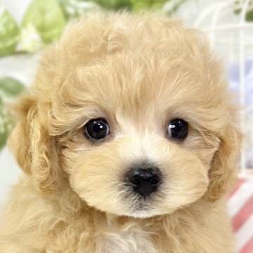 マルプー(トイプードル×マルチーズ)【滋賀県・男の子・2025年10月6日・アプリコット&ホワイト】の写真「温和でマイペースなマルプーくん🐣🍀」