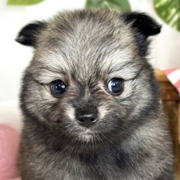 ポメチワ(ポメラニアン×チワワ)【滋賀県・女の子・2025年7月6日・ウルフセーブル】の写真「しっぽふりふり遊ぶのが好きな女の子👧🌷」