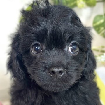 チワプー(トイプードル×チワワ)【滋賀県・男の子・2025年7月28日・ブラック】の写真「好奇心旺盛な男の子🐣🚗」