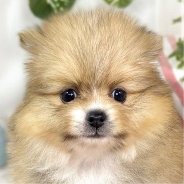 ポメラニアン【滋賀県・女の子・2025年10月10日・オレンジ&ホワイト】の写真「癒し効果抜群なフワフワ女子🐶💞」