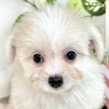チワマル(マルチーズ×チワワ)【滋賀県・男の子・2025年7月10日・クリーム&ホワイト】の写真「おもちゃ大好き活発な男の子🐣🍀」