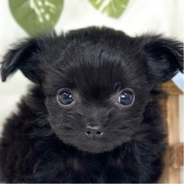 チワプー(トイプードル×チワワ)【滋賀県・女の子・2025年10月11日・ブラック】の写真「おもちゃが好きなチワプーちゃん🐶💖」