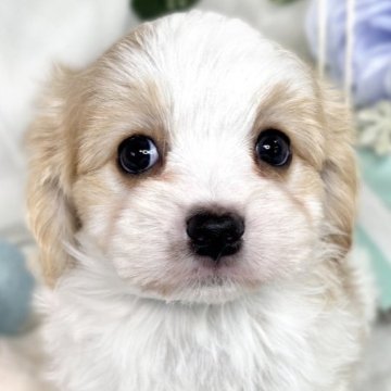 ミックス(マルチーズ×キャバリア)【滋賀県・男の子・2025年3月23日・ホワイト&クリーム】の写真「マイペースな優しい男の子🐣✨✨」