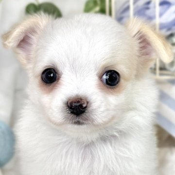 チワワ(ロング)【滋賀県・男の子・2025年2月11日・ホワイト&クリーム】の写真「のんびりマイペースな男の子🐶🍀✨」