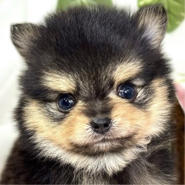 ポメチワ(チワワ×ポメラニアン)【滋賀県・男の子・2025年10月8日・ブラック&タン】の写真「明るく元気なチワポメくん🐶🚗」