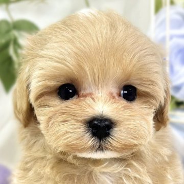 マルプー(ティーカッププードル×マルチーズ)【滋賀県・男の子・2025年9月19日・アプリコット&ホワイト】の写真「のんびりマイペースなマルプーくん🚗✨」