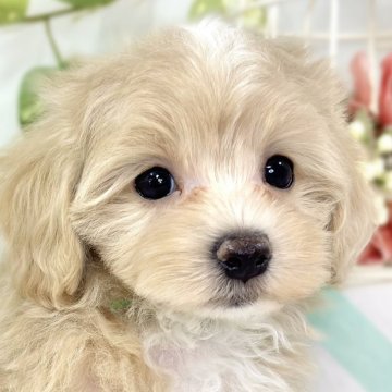 マルプー(マルチーズ×トイプードル)【滋賀県・女の子・2025年10月3日・クリーム&ホワイト】の写真「しっぽフリフリ愛想良しさん🎀✨」