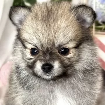 ハンドメイド オーダー受付ページ ♡チワワ パネル♡