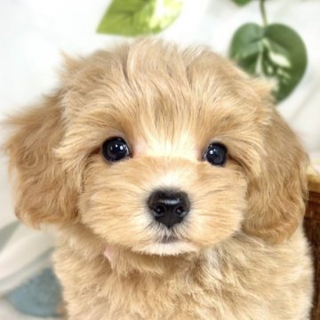 マルプー(マルチーズ×トイプードル)【滋賀県・男の子・2025年7月22日・アプリコット&ホワイト】の写真「マイペースなほんわかマルプー君🐶🌱」