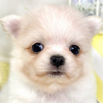 ポメチワ(チワワ×ポメラニアン)【滋賀県・男の子・2025年11月4日・クリーム&ホワイト】の写真「小柄で可愛い男の子🐣🍀」