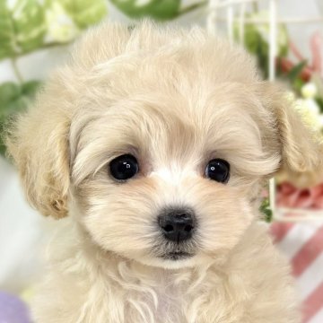 マルプー(マルチーズ×タイニープードル)【滋賀県・女の子・2025年9月28日・クリーム】の写真「おっとりした性格のマルプーちゃん🐶」