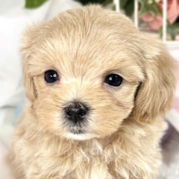 マルプー(マルチーズ×トイプードル)【滋賀県・女の子・2025年2月15日・アプリコット】の写真「愛嬌満点の女の子👧💞」