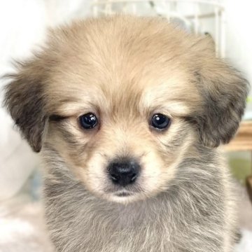 ポメックス(ポメラニアン×ダックスフンド)【滋賀県・男の子・2025年2月16日・オレンジセーブル】の写真「マイペースな優しい男の子🐣✨✨」