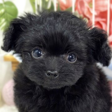 チワプー(チワワ×トイプードル)【滋賀県・女の子・2025年9月23日・ブラック】の写真「しっぽフリフリ愛想よしな女の子👧🌷」