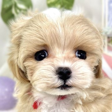 マルプー(ティーカッププードル×マルチーズ)【滋賀県・男の子・2025年9月19日・アプリコット&ホワイト】の写真「クリクリおめめのキュートな男の子🚗✨」