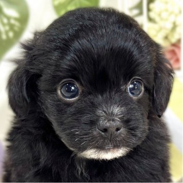 チワプー(トイプードル×チワワ)【滋賀県・女の子・2025年9月28日・ブラック】の写真「おっとり優しいチワプーちゃん🐶🌷」