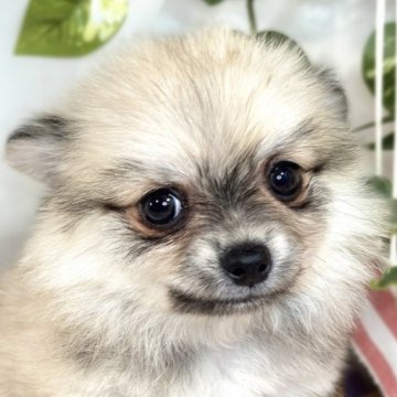 ポメチワ(チワワ×ポメラニアン)【滋賀県・女の子・2025年5月15日・フォーン】の写真「おもちゃ大好き元気っこ🚀✨」