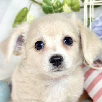 チワックス(チワワ×ダックスフンド)【滋賀県・男の子・2025年7月26日・クリーム】の写真「ニコニコご機嫌なチワックス君🐶✨」