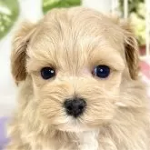 マルプー(トイプードル×マルチーズ)【滋賀県・女の子・2025年10月9日・アプリコット】の写真1