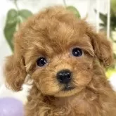 トイプードル(トイ)