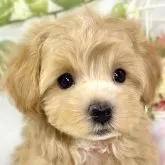 マルプー(マルチーズ×トイプードル)【滋賀県・女の子・2025年10月3日・アプリコット&ホワイト】の写真1