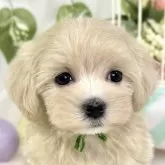 マルプー(マルチーズ×トイプードル)【滋賀県・女の子・2025年9月18日・クリーム&ホワイト】の写真1