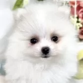 ポメラニアン
