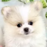 ポメラニアン