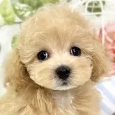 マルプー(トイプードル×マルチーズ)【滋賀県・女の子・2025年10月6日・アプリコット&ホワイト】の写真1