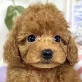 トイプードル(トイ)