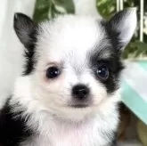 チワワ(ロング)