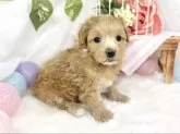マルプー(マルチーズ×トイプードル)【滋賀県・女の子・2025年10月3日・アプリコット&ホワイト】の写真6