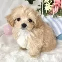 マルプー(トイプードル×マルチーズ)【滋賀県・女の子・2024年10月16日・アプリコット&ホワイト】の写真3