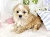 マルプー(マルチーズ×トイプードル)【滋賀県・男の子・2025年10月26日・アプリコット&ホワイト】の写真4
