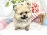 ポメラニアン【滋賀県・女の子・2025年9月19日・クリームセーブル】の写真2