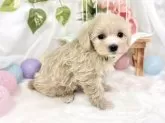 マルプー(マルチーズ×トイプードル)【滋賀県・女の子・2025年9月18日・クリーム&ホワイト】の写真3