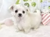 チワマル(マルチーズ×チワワ)【滋賀県・男の子・2025年10月20日・クリーム&ホワイト】の写真3
