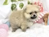 ポメラニアン【滋賀県・女の子・2025年9月19日・クリームセーブル】の写真4