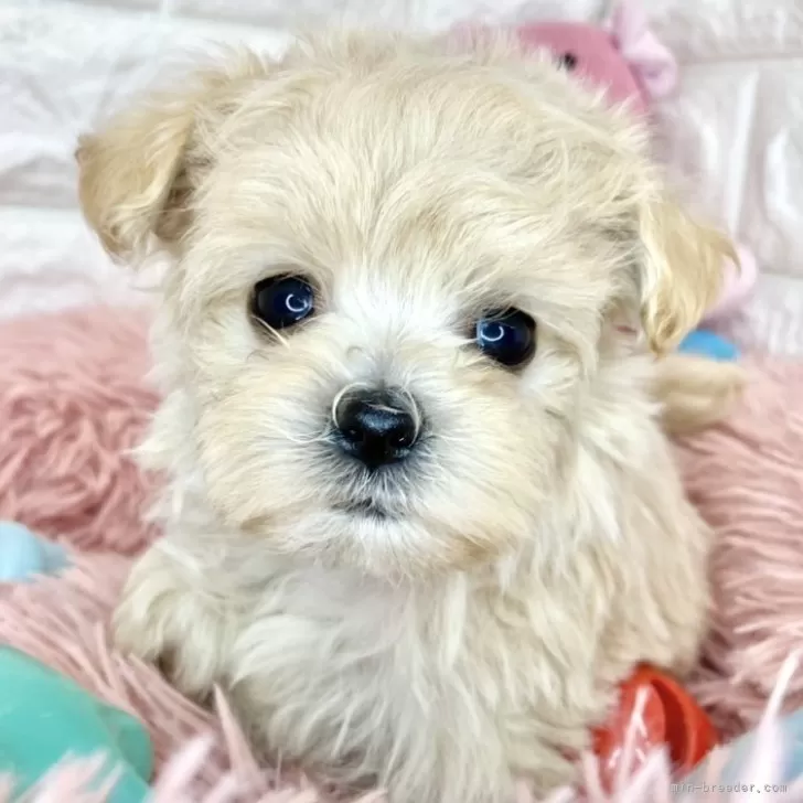 ID:2405-01401の子犬