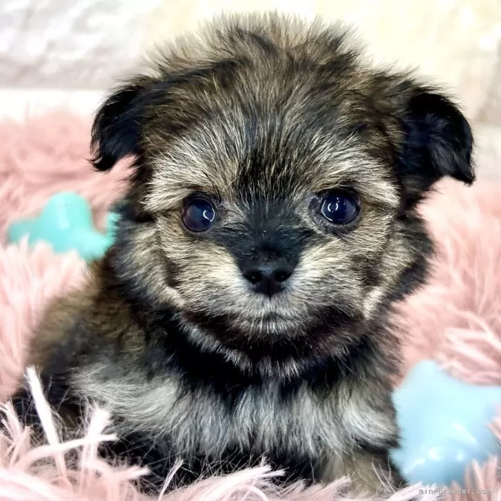 ID：2404-00099の子犬