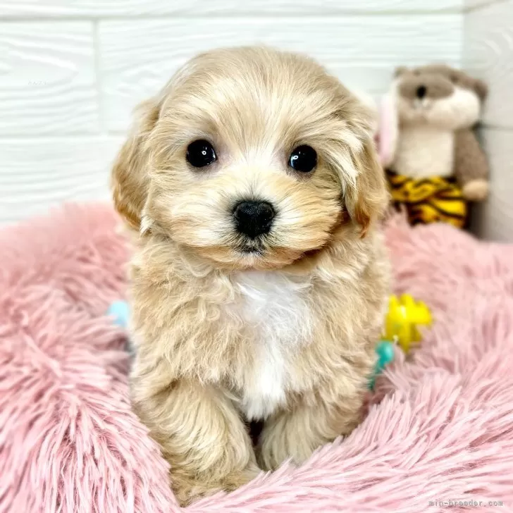 ID：2403-03655の子犬