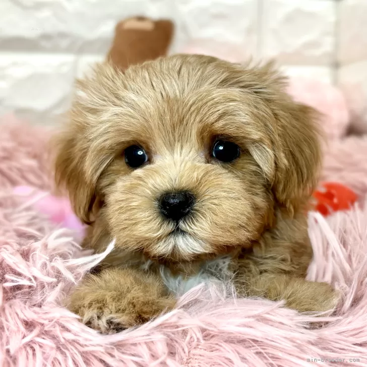 ID:2404-03525の子犬