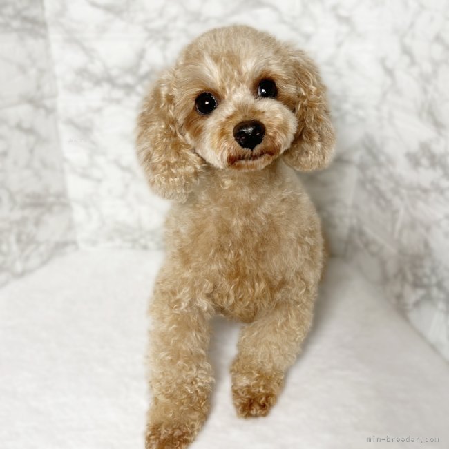 トイプードル(トイ)【・女の子・2021年6月6日・レッド】