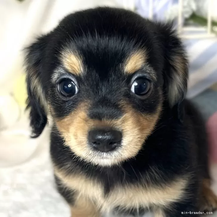 ID:2410-01378の子犬